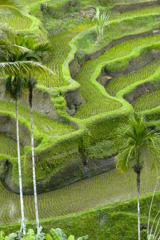 Alami Villa Ubud Buitenkant foto
